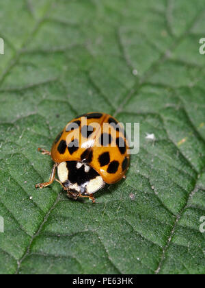 Asian ladybeetle - Harmonia axyridis Stock Photo
