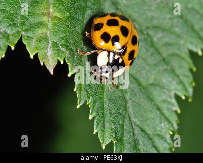 Asian ladybeetle - Harmonia axyridis Stock Photo