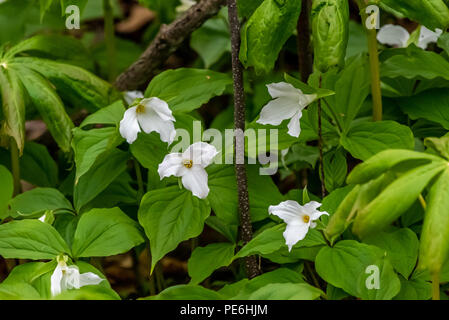 A group of Large white flowered Trillium (Trillium grandiflorum) flowering. Stock Photo