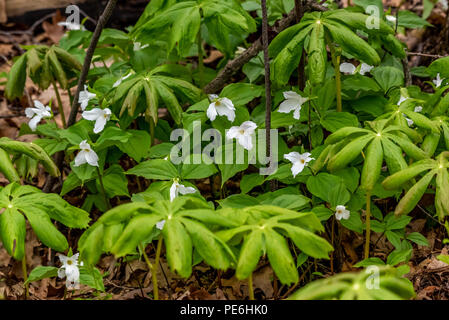 A group of Large white flowered Trillium (Trillium grandiflorum) in flower. Stock Photo
