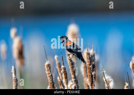 Male red-winged blackbird (Agelaius phoeniceus) perched on a cattail, Stock Photo