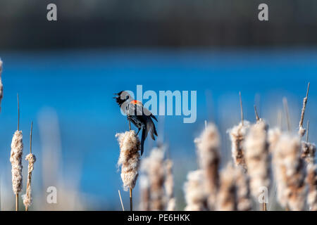 Male red-winged blackbird (Agelaius phoeniceus) perched on a cattail singing. Stock Photo