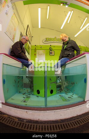 Couple dipping their feet in a tank of water filled with small fish Garra rufa also called doctor fish. Stock Photo