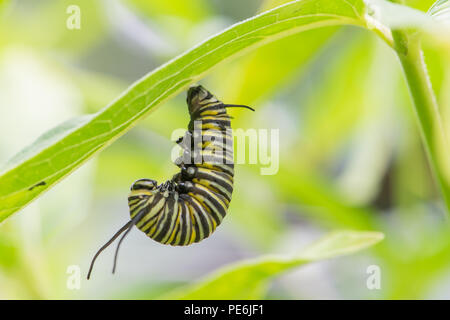 A Monarch butterfly caterpillar, Danaus plexippus, hanging from a leaf in the shape of a J getting ready to transform into a chrysalis.