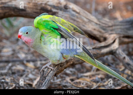 Australia, Northern Territory, Alice Springs. Princess Parrot aka Queen Alexandra's Parrot or parakeet, Prince of Wales parakeet and spinifex parrot. Stock Photo