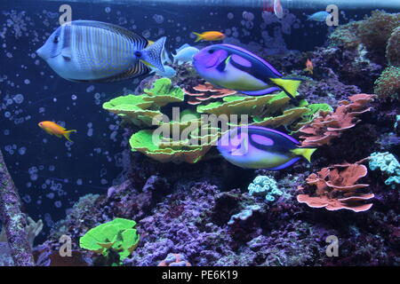 Tropical fish at the Florida Aquarium, Tampa, FL, USA Stock Photo