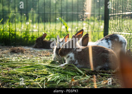 Rabbit in a cage rabbits in cage counter light evening, cage Stock Photo