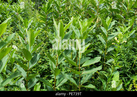 A large patch of common milkweed, Asclepias syriaca, growing in a clearing in the Adirondack Mountains, NY USA wilderness. Stock Photo