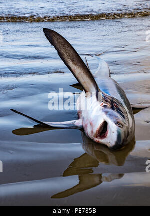 Dead shark lies on beach waiting to be processed in Puerto Lopez, Ecuador Stock Photo