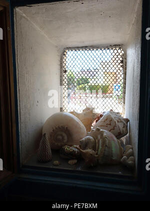 Large beach shell collection on window ledge Stock Photo