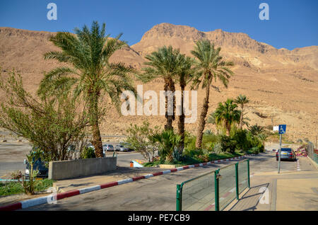 Dates Palm tree plantation at Kibbutz Ein Gedy on the shores of the Dead Sea, Israel Stock Photo