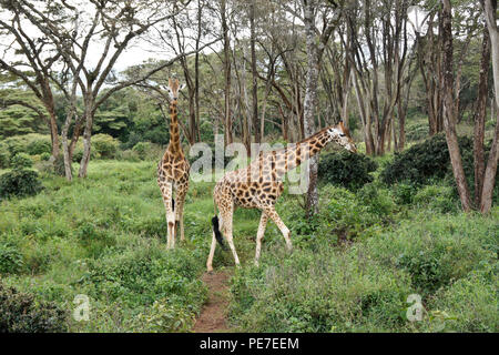 Rothschild giraffes in forest at AFEW Giraffe Center, Nairobi, Kenya Stock Photo