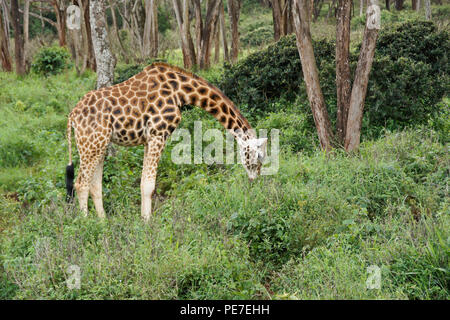 Rothschild giraffe browsing in forest at AFEW Giraffe Center, Nairobi, Kenya Stock Photo