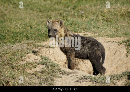 Dirty young spotted hyena standing at entrance to den, Ol Pejeta Conservancy, Kenya Stock Photo