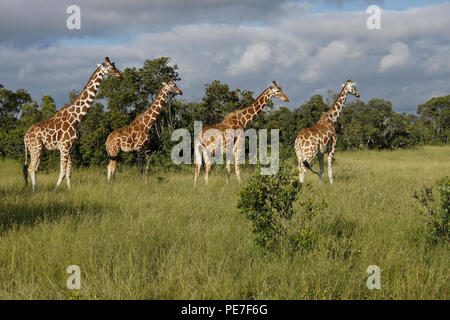 A journey (group) of reticulated giraffes, Ol Pejeta Conservancy, Kenya Stock Photo