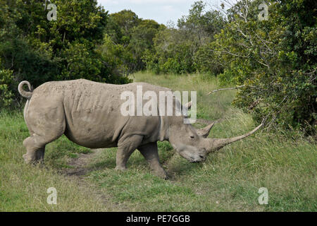 White rhino with curled tail and very long horn walking in the bush, Ol Pejeta Conservancy, Kenya