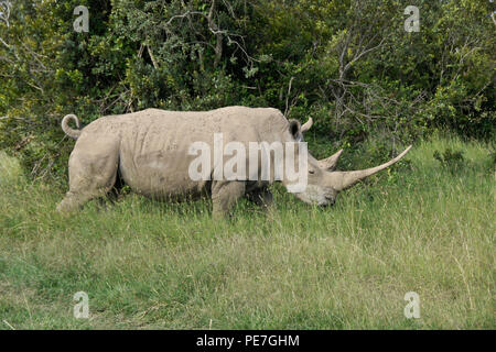 White rhino with curled tail and very long horn walking in the bush, Ol Pejeta Conservancy, Kenya Stock Photo