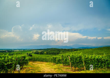 Storm is approaching the vineyards in the fields of Collio, Italy Stock Photo