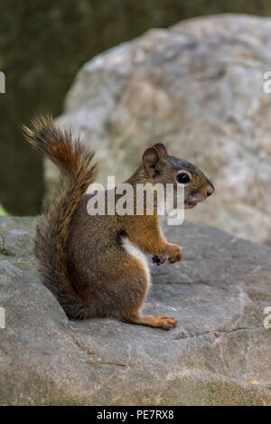 Side view of an American red squirrel (Tamiasciurus hudsonicus) sitting on a rock. Stock Photo