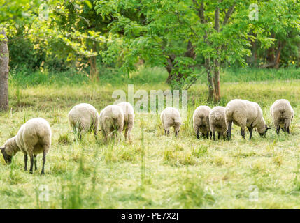 Schafe auf der Weide beim Grasen
