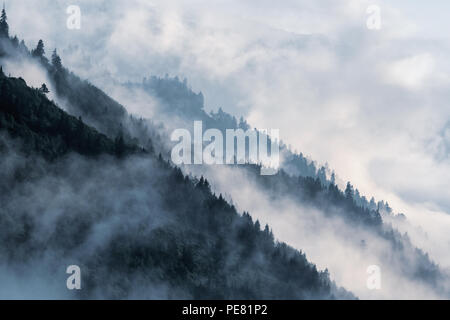 Forested mountain slope in low lying valley fog with silhouettes of evergreen conifers shrouded in mist. Scenic cloudy landscape in Kackar Mountains Stock Photo