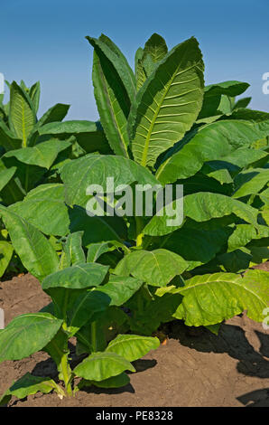 Nicotiana tabacum, cultivated tobacco. Stock Photo