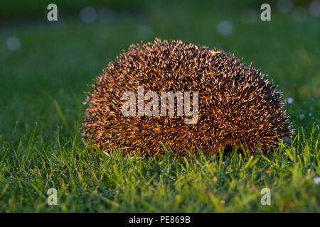 Hedgehog ( Erinaceus europaeus ) ,adult having been released back into the wild still curled up in a ball,prior to 'emerging' and walking to cover for the evening , to resume its life in the garden/wild.  Sequence 1 Stock Photo