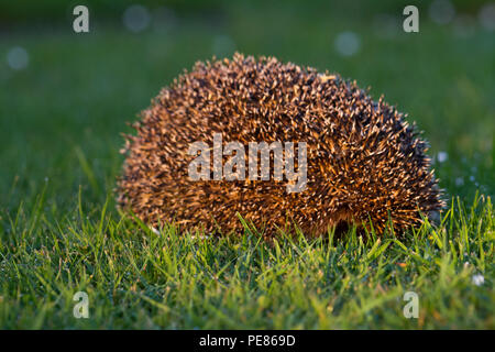 Hedgehog ( Erinaceus europaeus ) ,adult having been released back into the wild still curled up in a ball,prior to 'emerging' and walking to cover for the evening , to resume its life in the garden/wild.  Sequence 1 Stock Photo