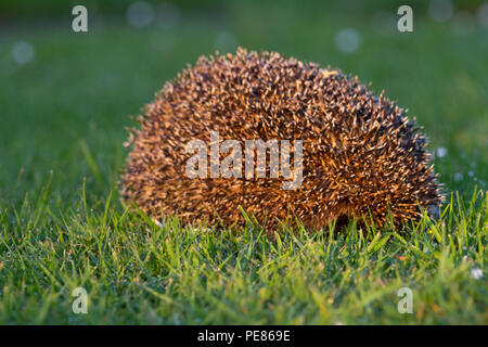 Hedgehog ( Erinaceus europaeus ) ,adult having been released back into the wild still curled up in a ball,prior to 'emerging' and walking to cover for the evening , to resume its life in the garden/wild.  Sequence 1 Stock Photo