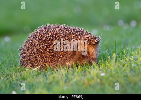 Hedgehog ( Erinaceus europaeus ) , adult having been released walking on dew/rain soaked communal lawn in estate of bungalows having been rehabilitated for a month by Tracy Pierce release back to the wild ,where it was originally fou din poor condition-sequence 2. Stock Photo