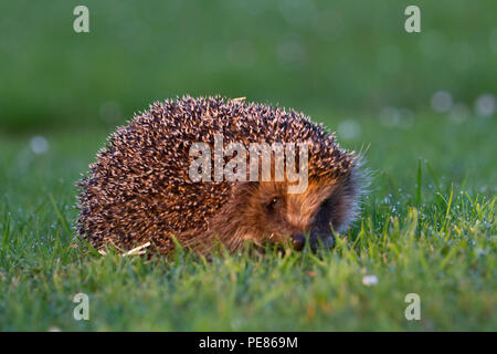 Hedgehog ( Erinaceus europaeus ) , adult having been released walking on dew/rain soaked communal lawn in estate of bungalows having been rehabilitated for a month by Tracy Pierce release back to the wild ,where it was originally fou din poor condition-sequence 2. Stock Photo