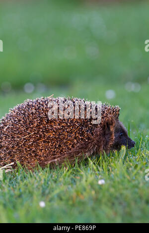 Hedgehog ( Erinaceus europaeus ) , adult having been released walking on dew/rain soaked communal lawn in estate of bungalows having been rehabilitated for a month by Tracy Pierce release back to the wild ,where it was originally fou din poor condition-sequence 2. Stock Photo