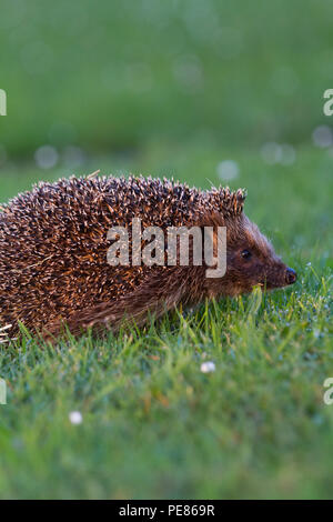 Hedgehog ( Erinaceus europaeus ) , adult having been released walking on dew/rain soaked communal lawn in estate of bungalows having been rehabilitated for a month by Tracy Pierce release back to the wild ,where it was originally fou din poor condition-sequence 2. Stock Photo