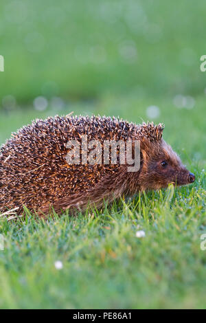 Hedgehog ( Erinaceus europaeus ) , adult having been released walking on dew/rain soaked communal lawn in estate of bungalows having been rehabilitated for a month by Tracy Pierce release back to the wild ,where it was originally fou din poor condition-sequence 2. Stock Photo