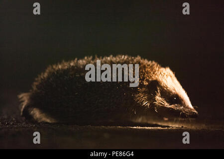 Hedgehog ( Erinaceus europaeus ) , crossing the road at night .Vulnerability of Hedghogs to cars in urban and suburban traffic, no green spaces . Stock Photo