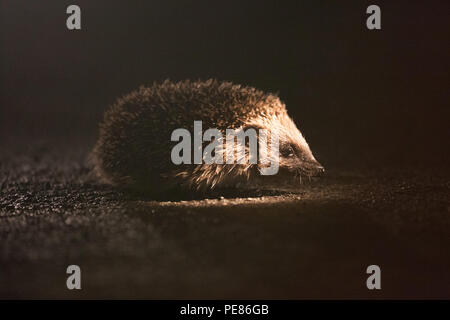 Hedgehog ( Erinaceus europaeus ) , crossing the road at night .Vulnerability of Hedghogs to cars in urban and suburban traffic, no green spaces . Stock Photo