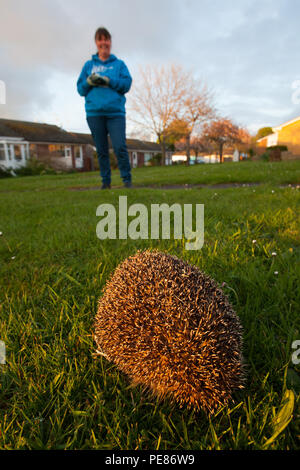 Hedgehog ( Erinaceus europaeus ) , adult having been released prior  to walking .On dew/rain soaked communal lawn in estate of bungalows having been rehabilitated for a month by Tracy Pierce release back to the wild ,where it was originally found in poor condition-sequence 2. Stock Photo