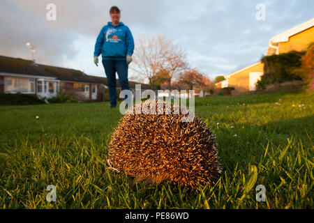 Hedgehog ( Erinaceus europaeus ) , adult having been released prior  to walking .On dew/rain soaked communal lawn in estate of bungalows having been rehabilitated for a month by Tracy Pierce release back to the wild ,where it was originally found in poor condition-sequence 2. Stock Photo