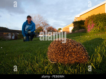 Hedgehog ( Erinaceus europaeus ) , adult having been released prior  to walking .On dew/rain soaked communal lawn in estate of bungalows having been rehabilitated for a month by Tracy Pierce release back to the wild ,where it was originally found in poor condition-sequence 2. Stock Photo