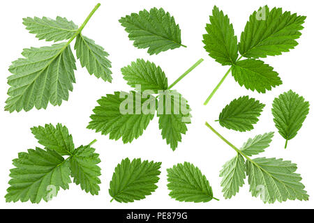 Raspberry fruit leaf closeup set isolated on white background Stock Photo