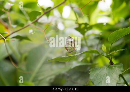 Glasswing Butterfly on green leaves