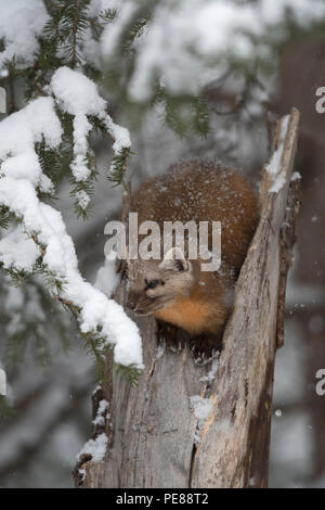 American Pine Marten / Baummarder / Fichtenmarder ( Martes americana ) in winter, covered with sonw, sitting on top of a broken tree, Yellowstone NP,  Stock Photo