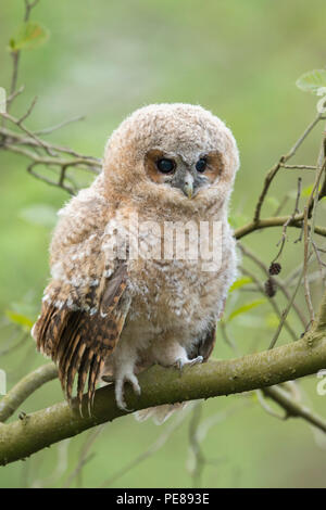Tawny Owl / Waldkauz ( Strix aluco ), baby owl, owlet, young chick, perched on a branch, its dark brown eyes wide open, looks cute, wildlife, Europe. Stock Photo