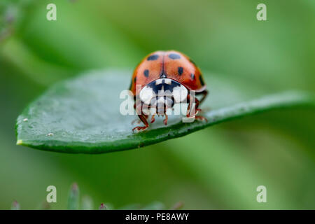 A red ladybug on a green succulent leaf. Stock Photo