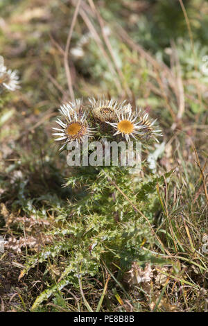 Carline thistle (Carlina vulgaris) growing on calcareous soil in the South Downs of Hampshire, UK Stock Photo