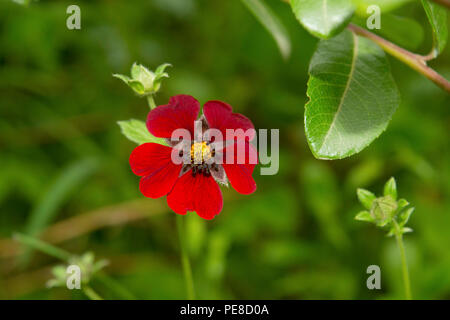 Himalayan Cinquefoil, Potentilla argyrophylla var. atrosanguinea, Hemkund Sahib, Uttarakhand, India Stock Photo