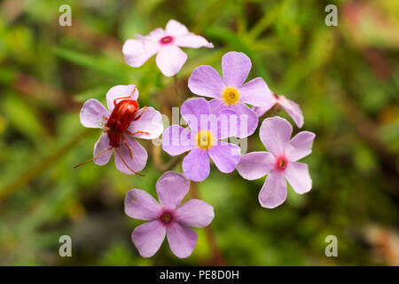 Forget me not, Myosotis a genus of flowering plants in the family Boraginaceae Stock Photo