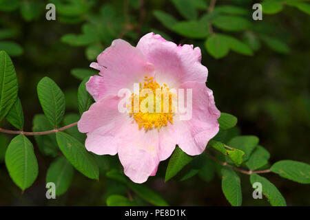Himalayan Rose, Rosa Macrophylla, Ban Gulab, Uttarakhand, India Stock Photo