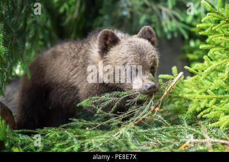 Young brown bear cub in the forest on waterfall background. Animal in ...