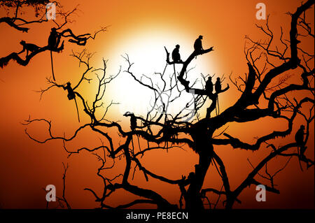 Silhouette of a monkey on tree in sunset Stock Photo